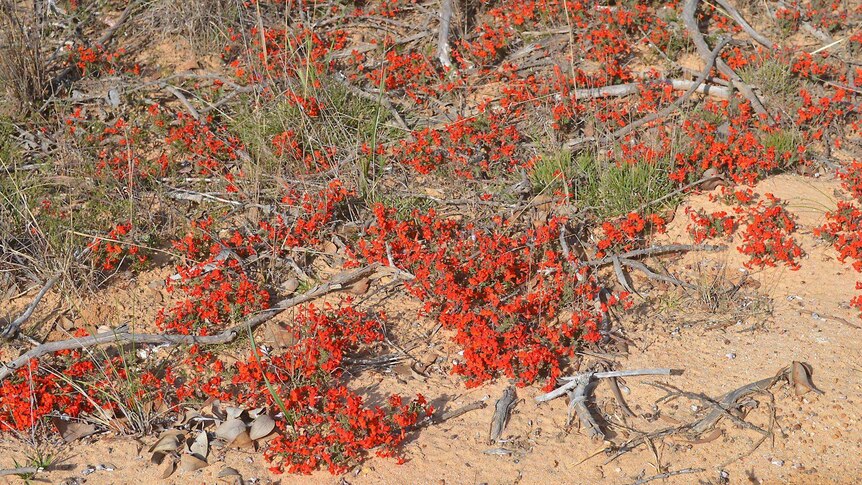 Red wildflowers cover the ground near Ongerup, Western Australia.