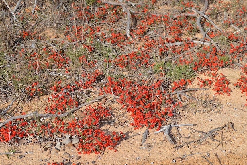 Red wildflowers cover the ground near Ongerup, Western Australia.