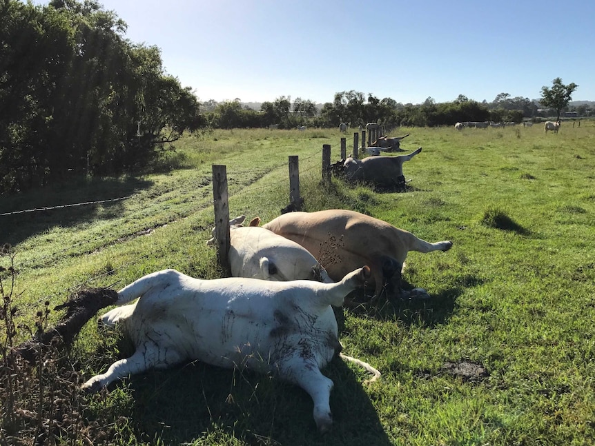 Six cows lie on their back next to a fence with their legs in the air.