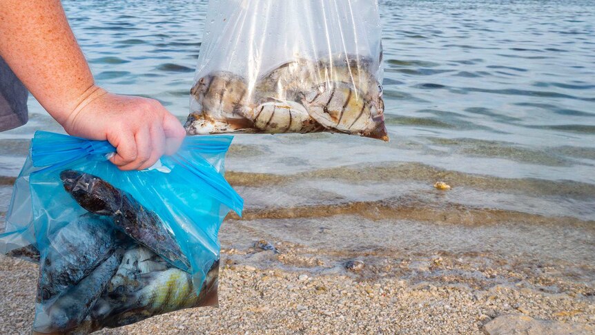 Dead fish in a bag held by a person on the beach.