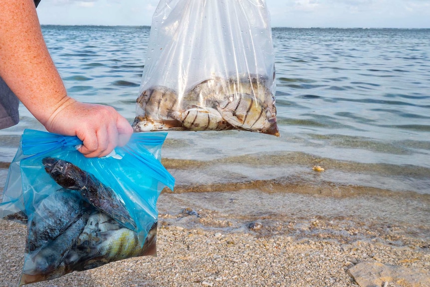 Dead fish in a bag held by a person on the beach.