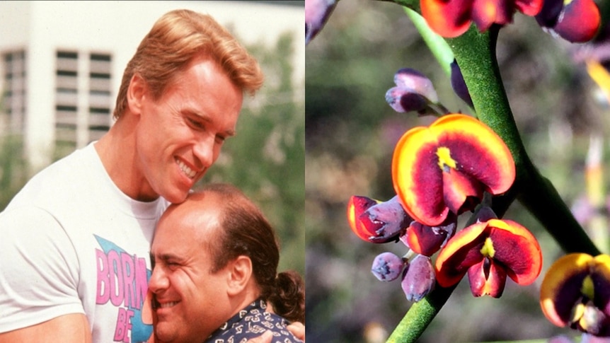 A composite image of Arnold Schwarzenegger hugs the much shorter Danny DeVito and the daviesia schwarzenegger plant.