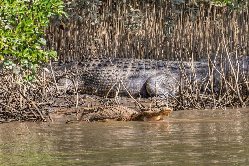 two crocodiles, one very large and one smaller around the bank of the Daintree River