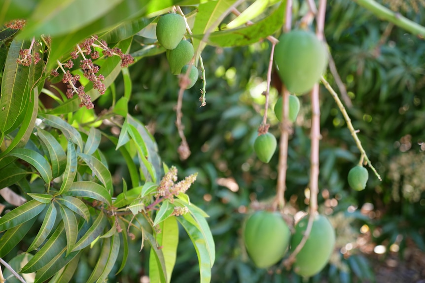 A bunch of baby green mangoes hanging off a tree