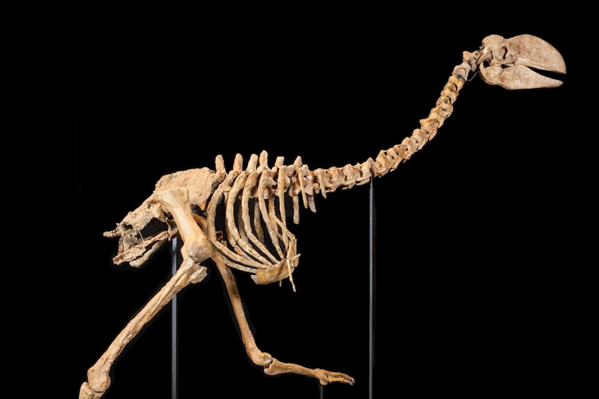 A skeleton of a large, flightless bird, against a black background.
