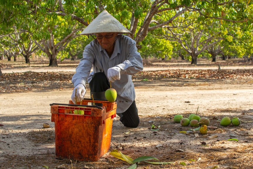 a man in a hat putting mangoes into a box.