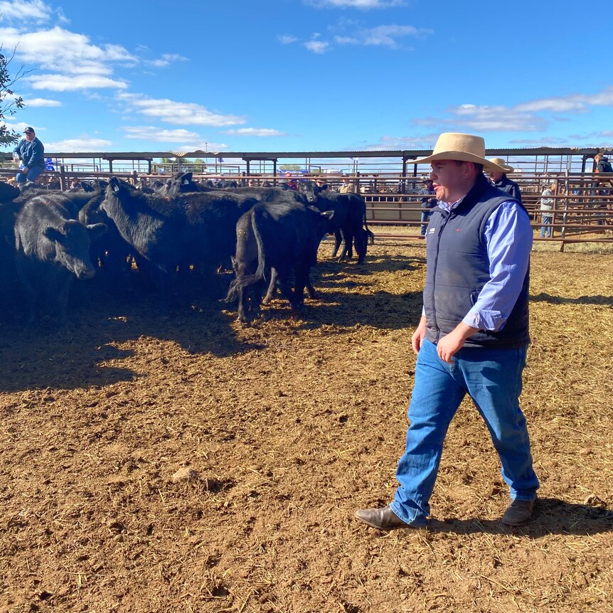 a man in a set of cattle yards with some Angus cattle.
