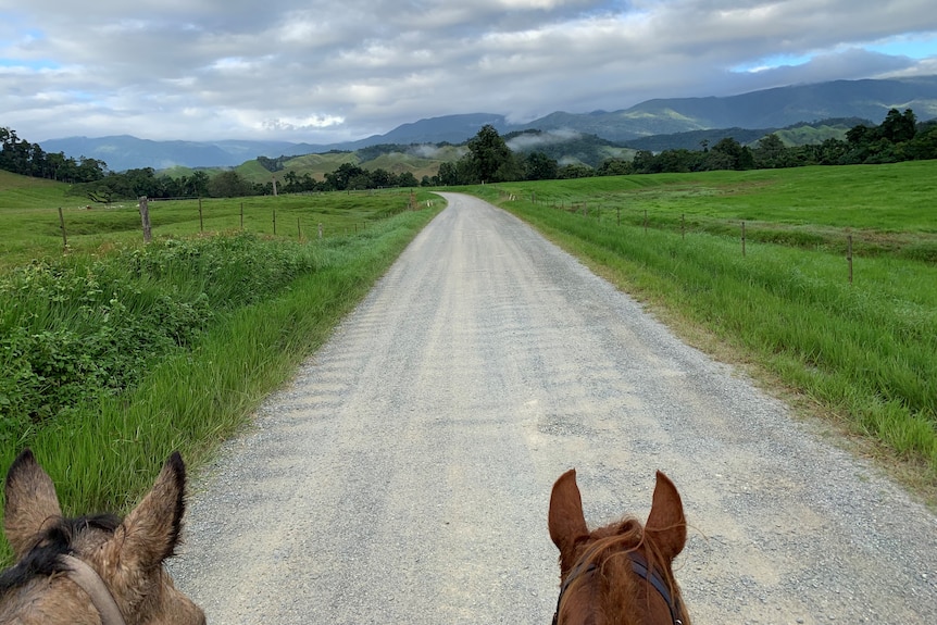 Two horses looking down a dirt road with green grass either side