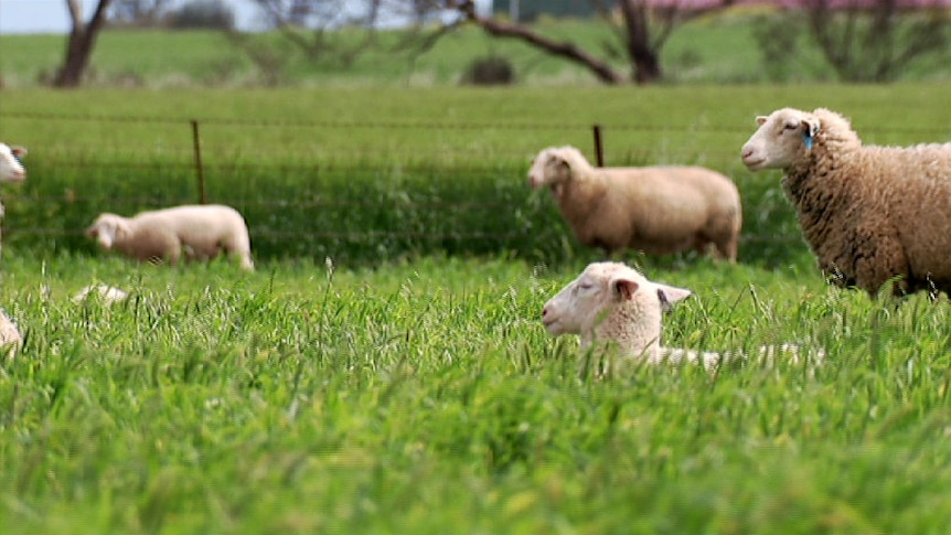 Lambs lying down in a field at Brian Fischer's farm.