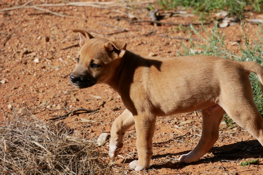A puppy resembling a dingo walking around in red earth.