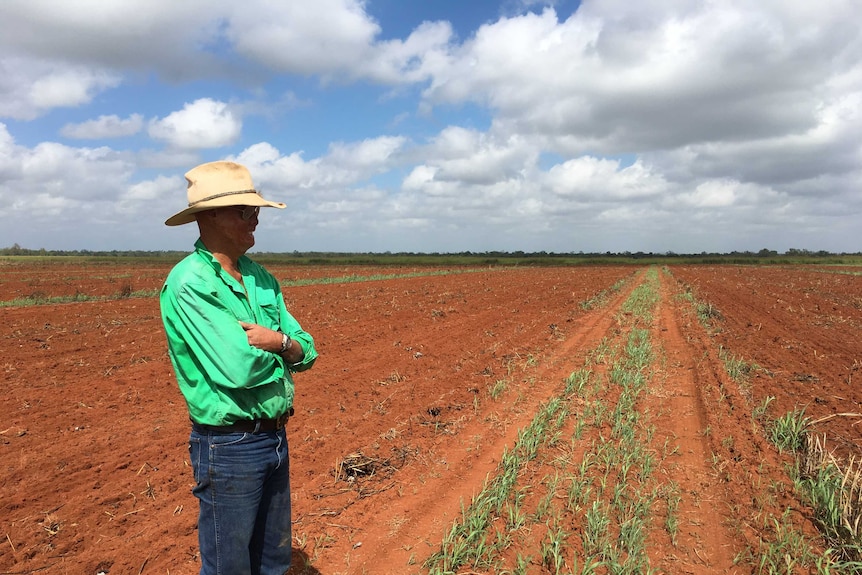 A burnt paddock of sorghum