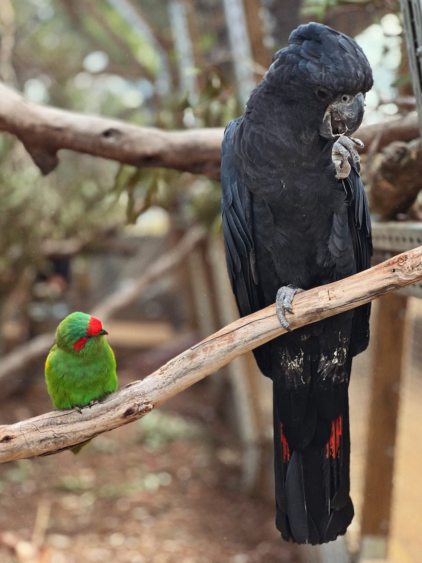 a small green bird beside a larger black cockatoo