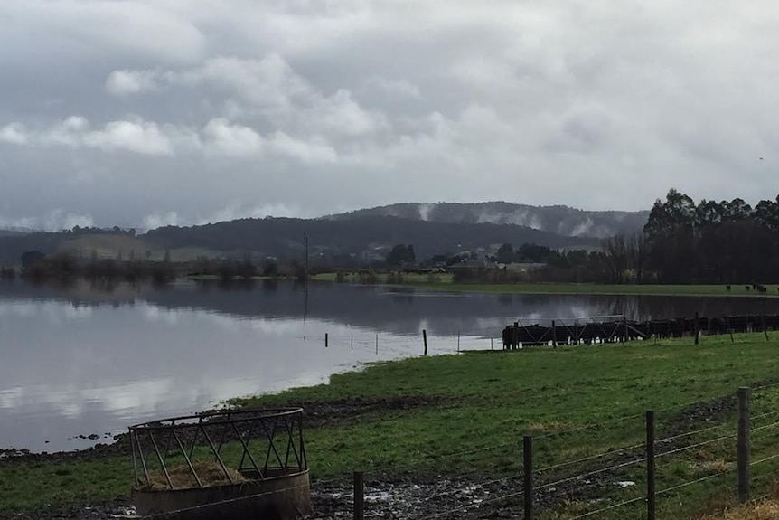 Cattle huddle to dry land on a flooded farm.