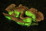 Night shot of fungi growing out of the ground with glowing green light