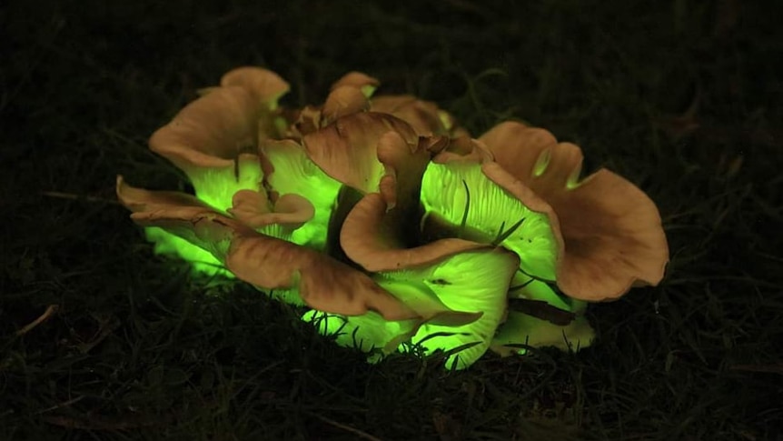 Night shot of fungi growing out of the ground with glowing green light