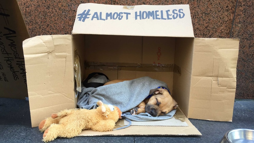A puppy sleeping wrapped in a blanket inside a box that says #almost homeless