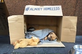 A puppy sleeping wrapped in a blanket inside a box that says #almost homeless