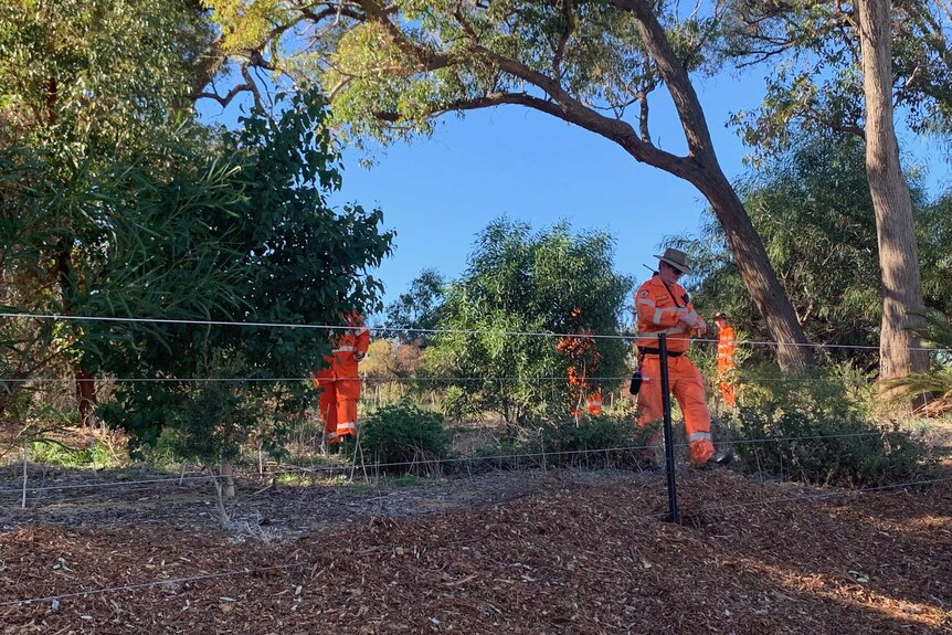 Four SES volunteers dressed in orange hi-vis clothing search bushland behind a wire fence.