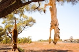 Dead dogs hang from a tree on the side of a road.