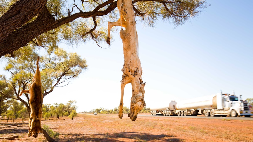 Dead dogs hang from a tree on the side of a road.