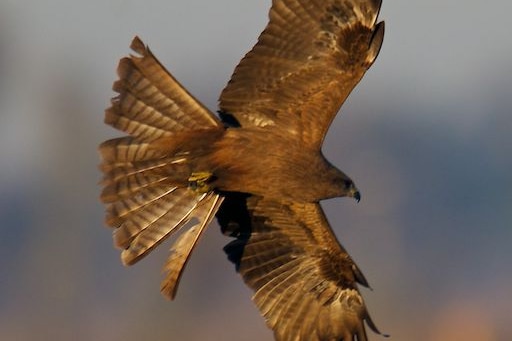 Australian native desert birds have been accused of starting fires to get food