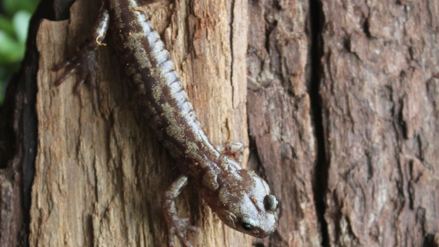 A salamander on a tree.
