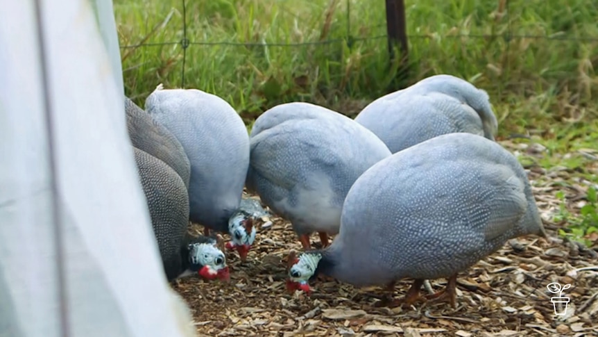 Fowl pecking at ground
