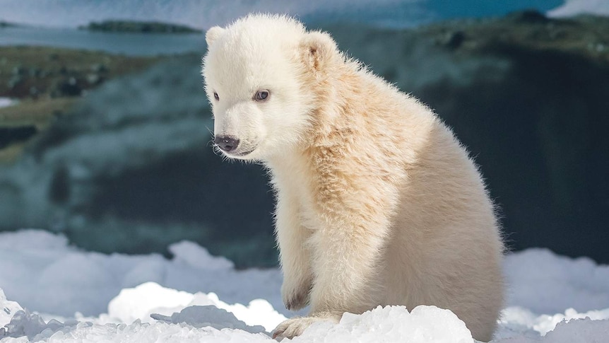 Three-month-old polar bear cub at Sea World on Queensland's Gold Coast in July 2017