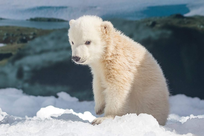 Three-month-old polar bear cub at Sea World on Queensland's Gold Coast in July 2017