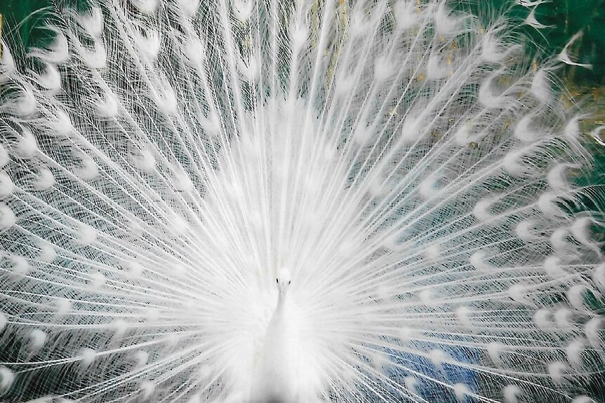 A large peacock is spreading its tail to show all white feathers and a white body.