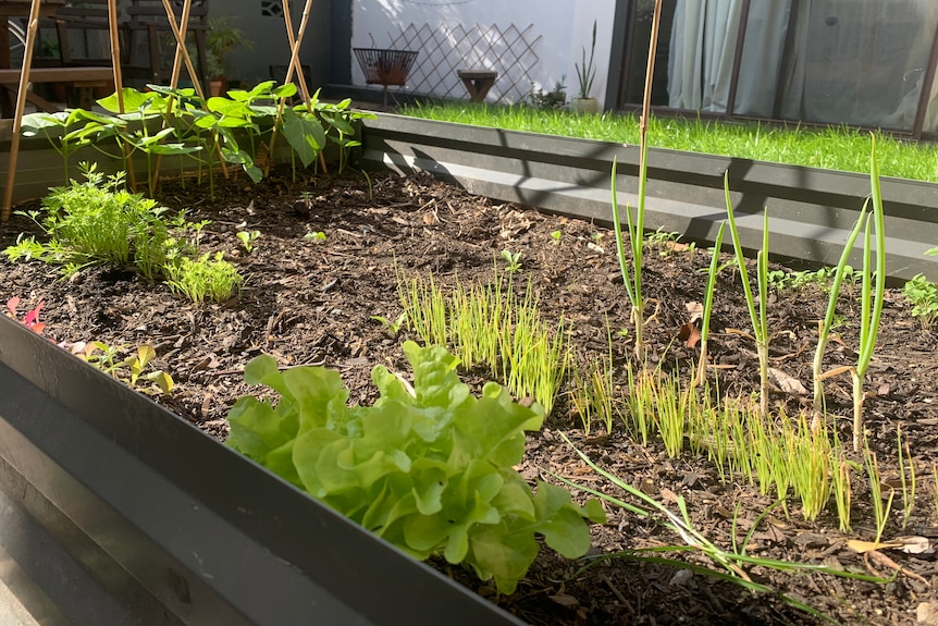 A raised garden bed drenched in sunlight with lettuce, spring onions and carrots growing.