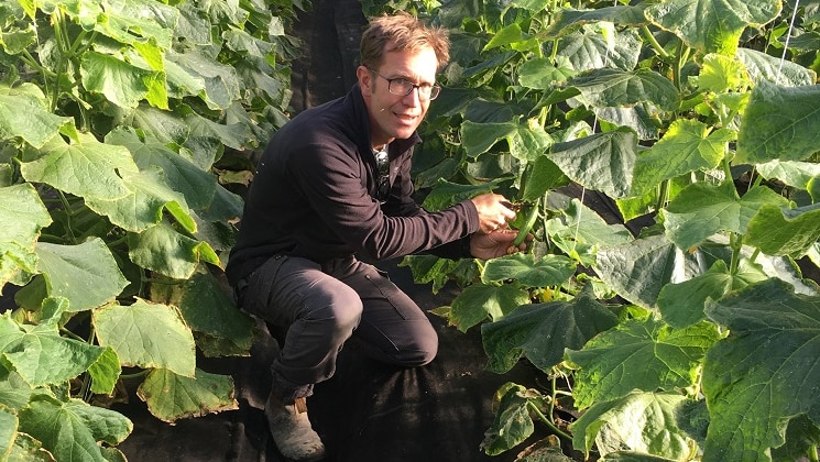 A man squats down and looks at plants inside his glasshouse