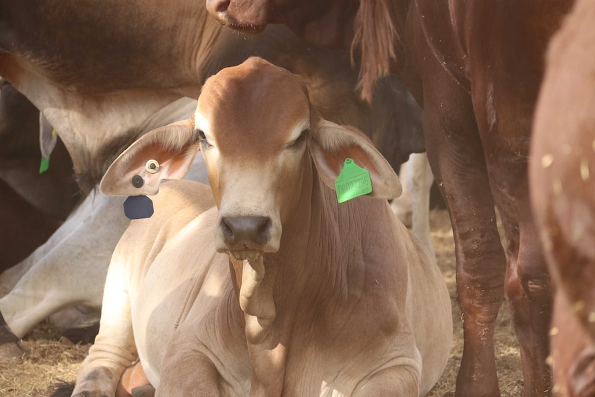 Steer lying down in a pen with a green electronic ear tag.