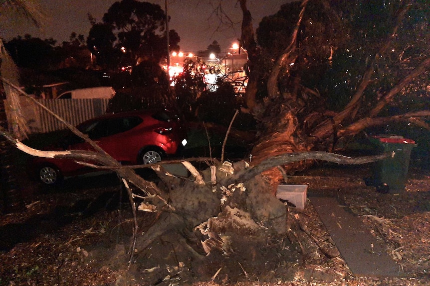 A car near a huge fallen tree at night.