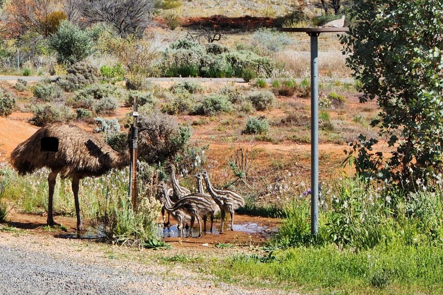 a family of six emus drinks from an outdoor water supply in the new south wales town of broken hill