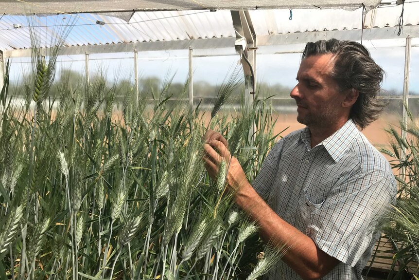 Man dressed in a check shirt inspects wheat in a greenhouse.