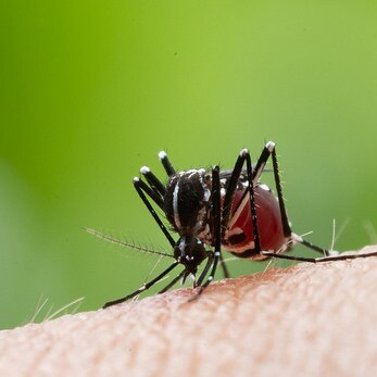 A close-up of an Aedes Aegypti mosquito biting a person.