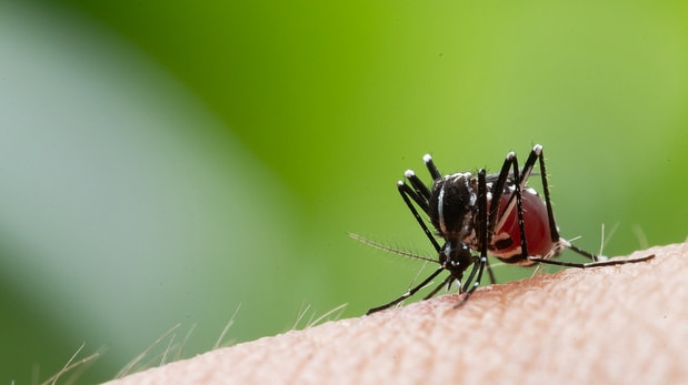 A close-up of an Aedes Aegypti mosquito biting a person.