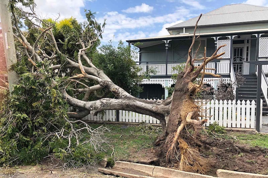 A tree on its side torn up by the roots outside an old Queenslander