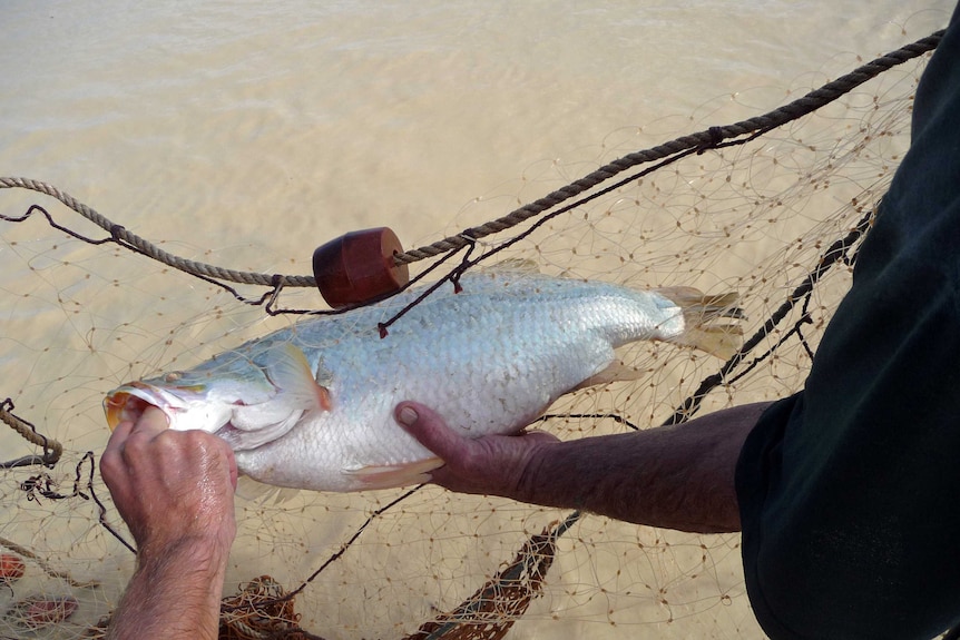 A large silver fish being held by human hands in a fishing net above brown water