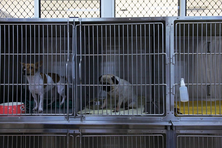 Two small dogs sit in metal cages in a veterinary clinic. One looks very sad.