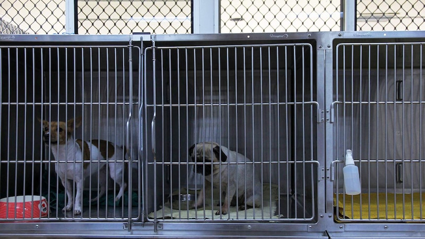 Two small dogs sit in metal cages in a veterinary clinic. One looks very sad.