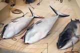 The bodies of three minke whales lie on the deck of a Japanese whaling ship.