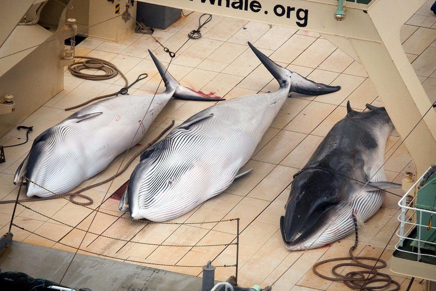 The bodies of three minke whales lie on the deck of a Japanese whaling ship.