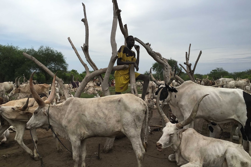 A man stands in a paddock surrounded by cattle in a rural area of South Sudan.