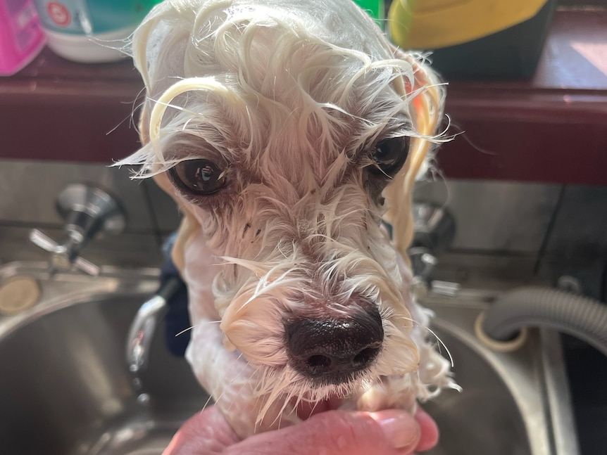 A dog having a bath