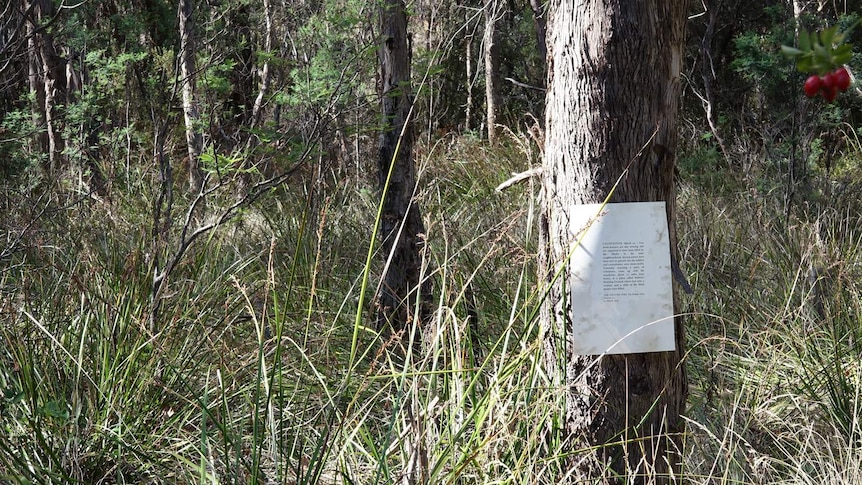 Picture of bushscape, with tree in foreground; on its trunk is pinned a white A4 sheet with text.
