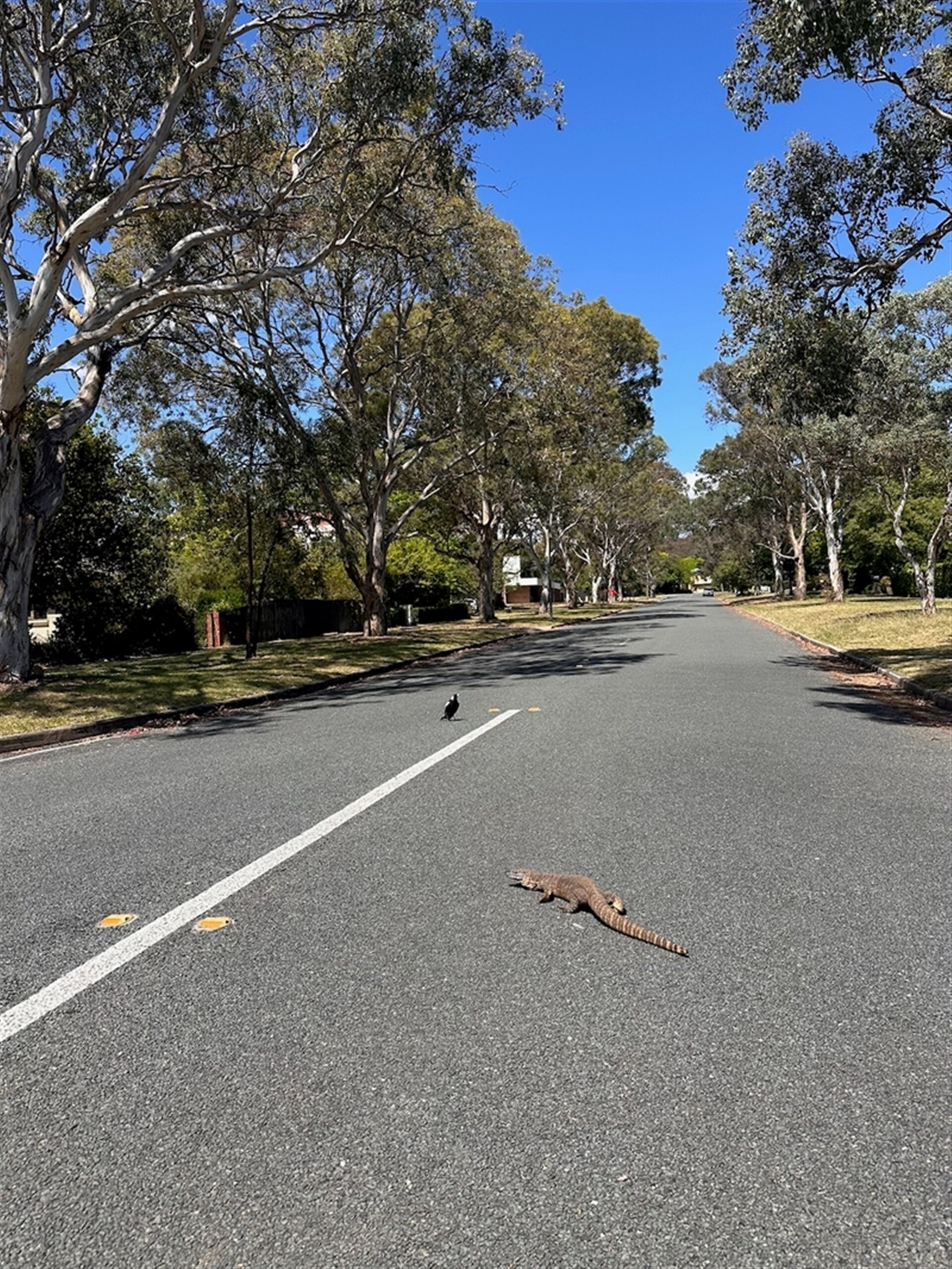 Un goanna cruza la calle.