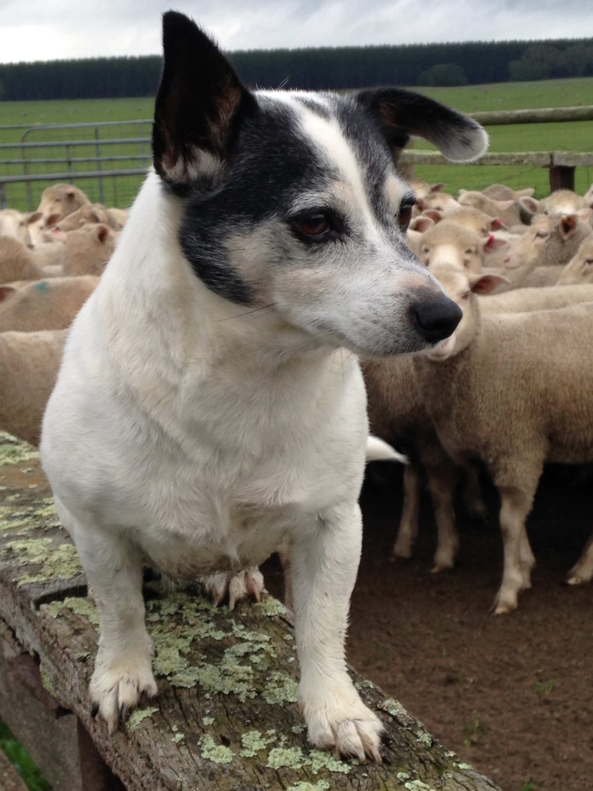 Kalangadoo mini fox terrier earns official 'working dog' status