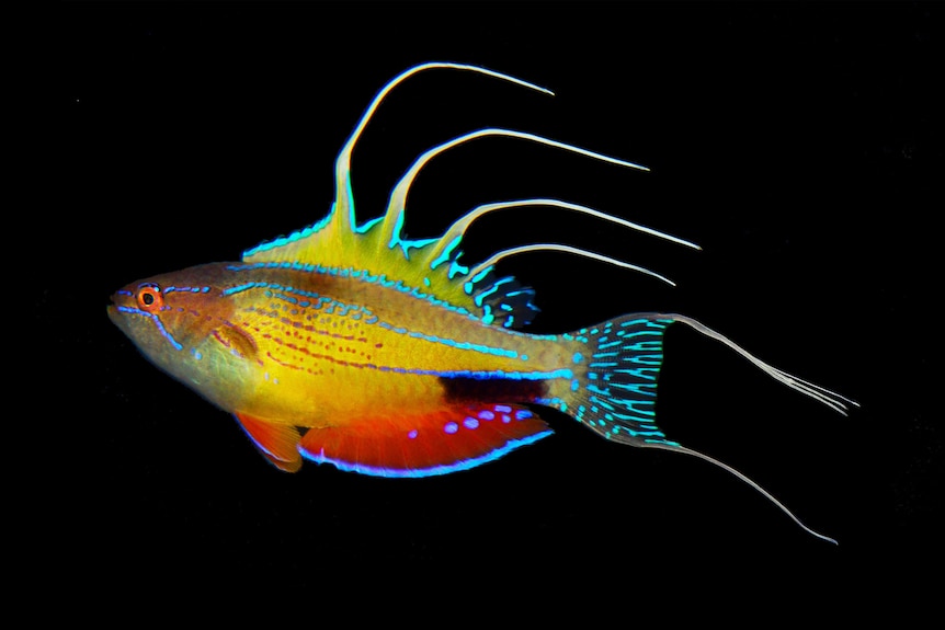 A neon-coloured fish with filaments against a black background